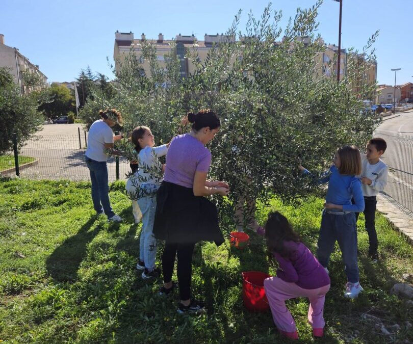 Branje maslina u školskom dvorištu