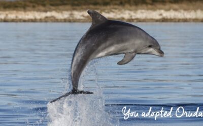 Treća godina prijateljstva s dupinima